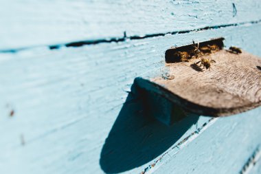 Bir sürü delik dokunun, arılar