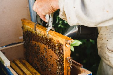 Petek apiarist holding çerçeve