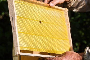 Petek apiarist holding çerçeve