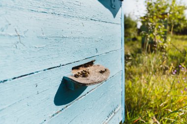 Bir sürü delik dokunun, arılar