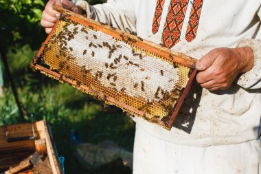 Petek apiarist holding çerçeve