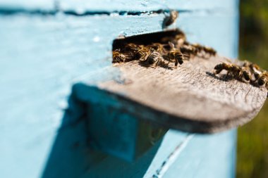 Bir sürü delik dokunun, arılar