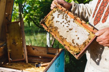 Petek apiarist holding çerçeve