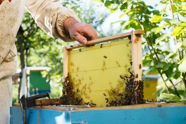 Apiarista segurando quadro de favo de mel — Fotografia de Stock