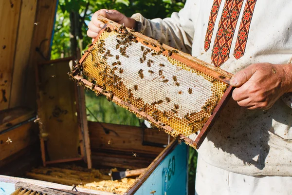 Apiarist holding frame di nido d'ape — Foto Stock