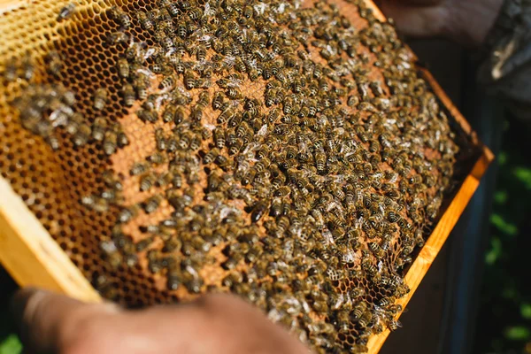 Apiarista segurando quadro de favo de mel — Fotografia de Stock