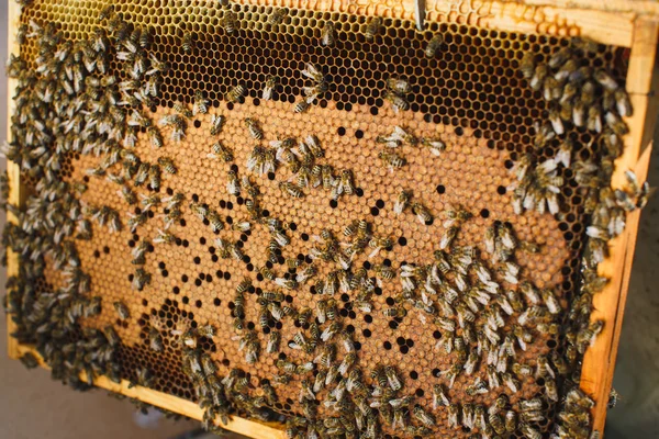 Μέλισσες στην κηρήθρα με προσαρμοσμένες γόνου — Φωτογραφία Αρχείου