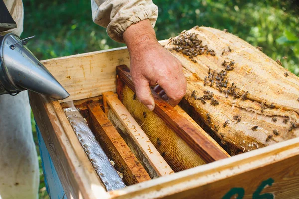 Včelaře hospodářství rám plástev — Stock fotografie