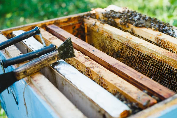 Méhkaptár, a különböző keretek a méhsejt — Stock Fotó