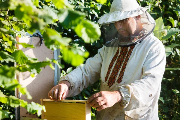 Μελισσοκόμος εκμετάλλευση πλαίσιο κερήθρας — Φωτογραφία Αρχείου