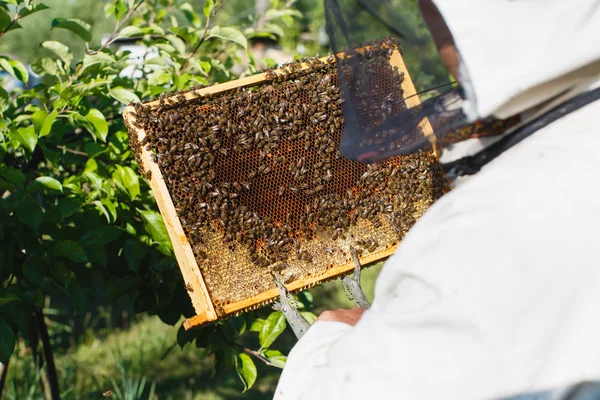 Apiariste tenant cadre de nid d'abeille — Photo