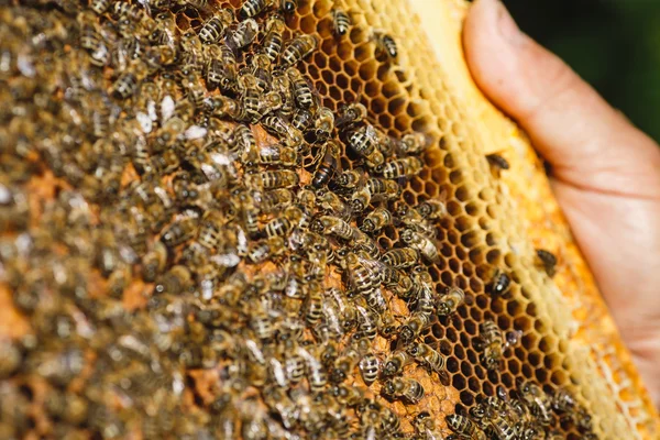 벌집의 apiarist 보유 프레임 — 스톡 사진