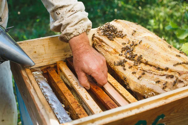 Apiarista segurando quadro de favo de mel — Fotografia de Stock