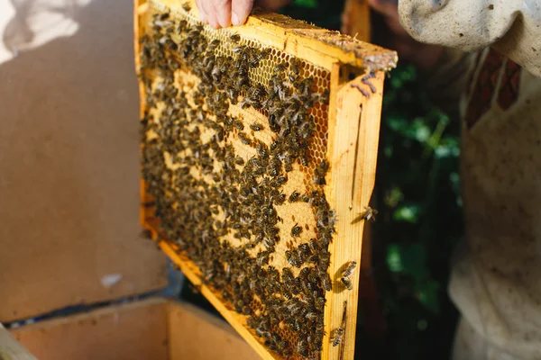 Apiarist anläggning ram av honeycomb — Stockfoto