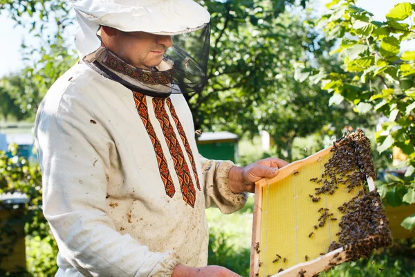 Apiarista segurando quadro de favo de mel — Fotografia de Stock