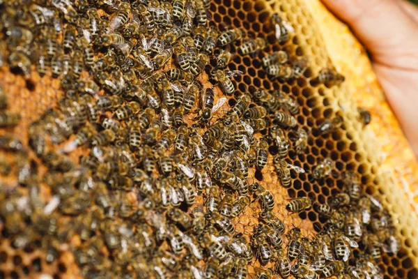 Apiarist bedrijf frame van honingraat — Stockfoto