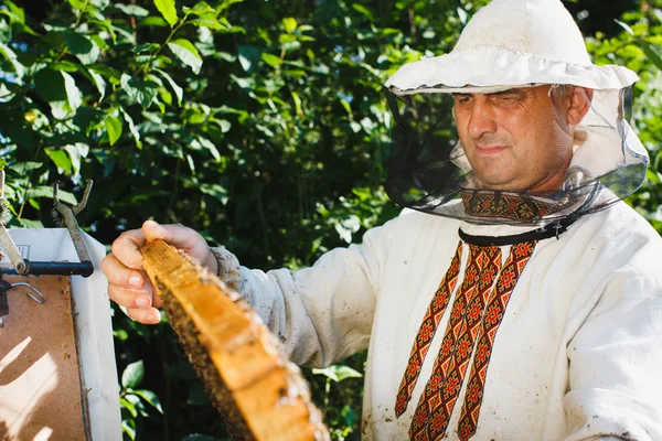 Včelaře hospodářství rám plástev — Stock fotografie