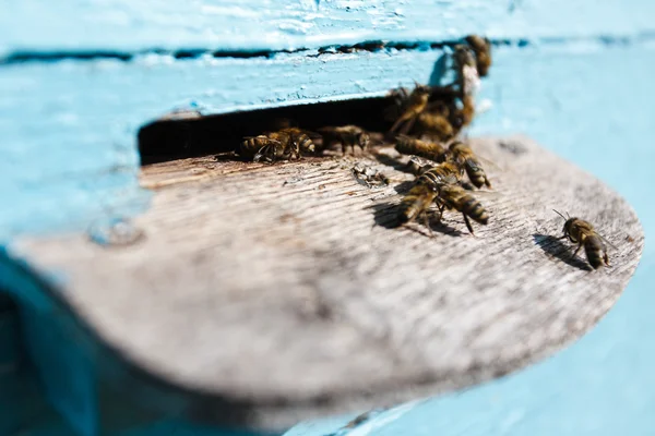 Viele Bienen am Zapfloch — Stockfoto