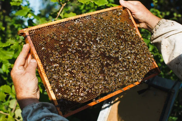 Apiarista segurando quadro de favo de mel — Fotografia de Stock