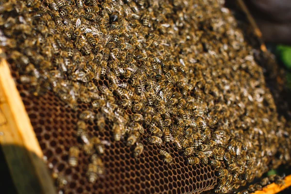 Bienen auf Wabe mit verdeckelter Brut — Stockfoto