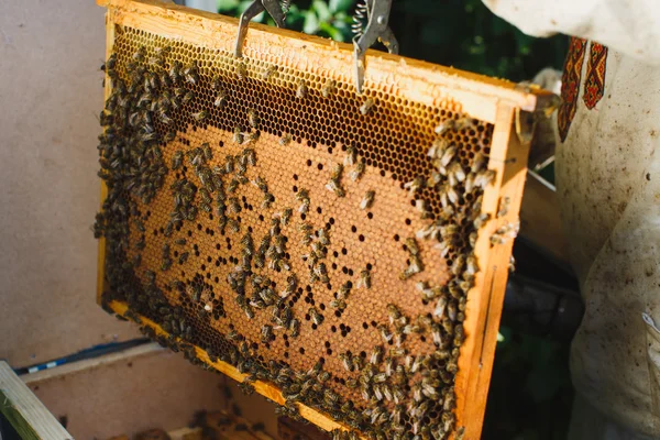 Apiarist anläggning ram av honeycomb — Stockfoto