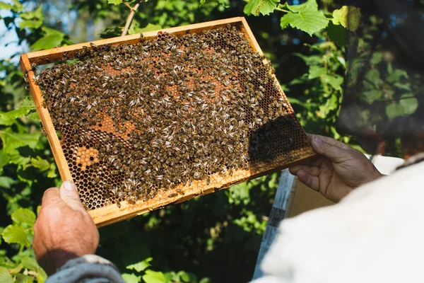 벌집의 apiarist 보유 프레임 — 스톡 사진