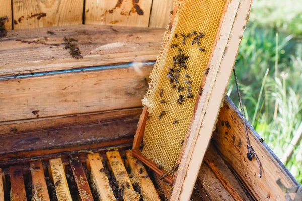 Beehive med olika ramar av honeycomb — Stockfoto