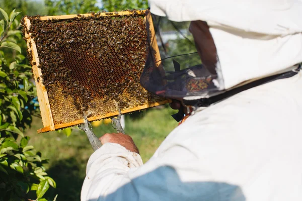 Apiarista segurando quadro de favo de mel — Fotografia de Stock