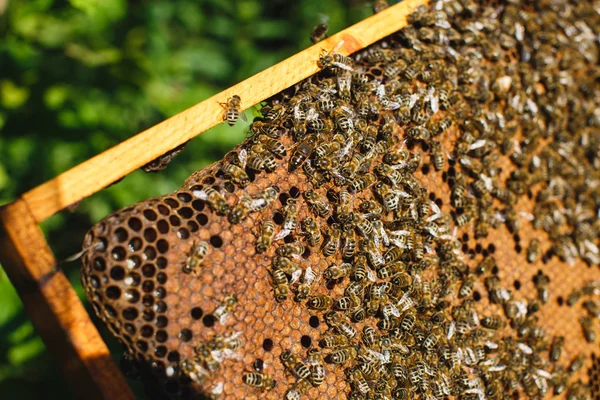 Apiarist holding frame di nido d'ape — Foto Stock