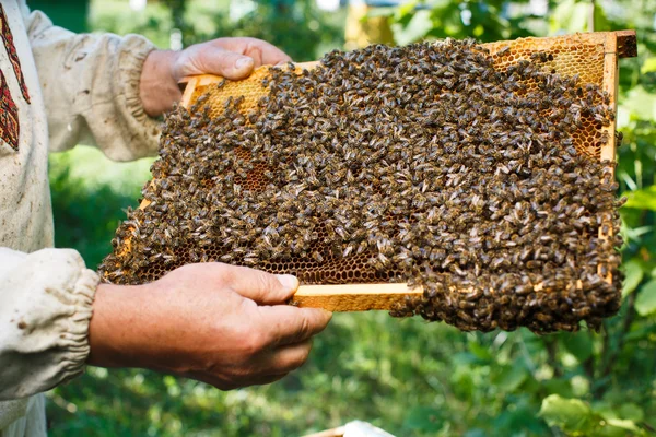 Imker hält Wabenrahmen — Stockfoto