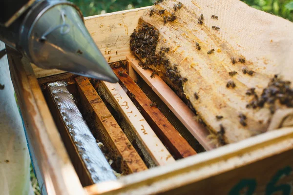 Bijenkorf met verschillende frames van honingraat — Stockfoto