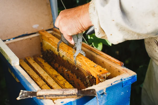 Apiarist holding frame di nido d'ape — Foto Stock