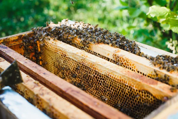 Bijenkorf met verschillende frames van honingraat — Stockfoto