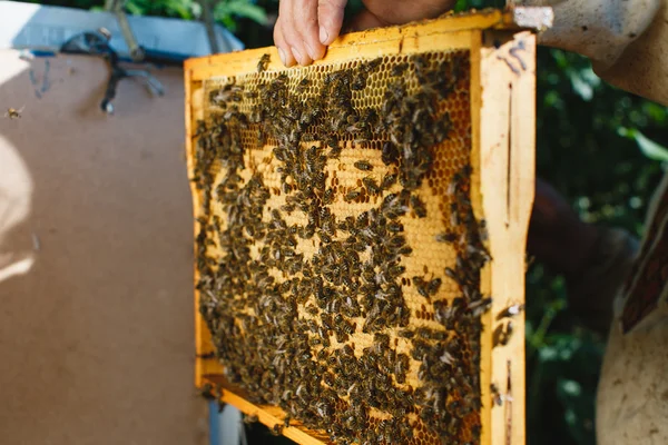 蜂窝养蜂保持架 — 图库照片