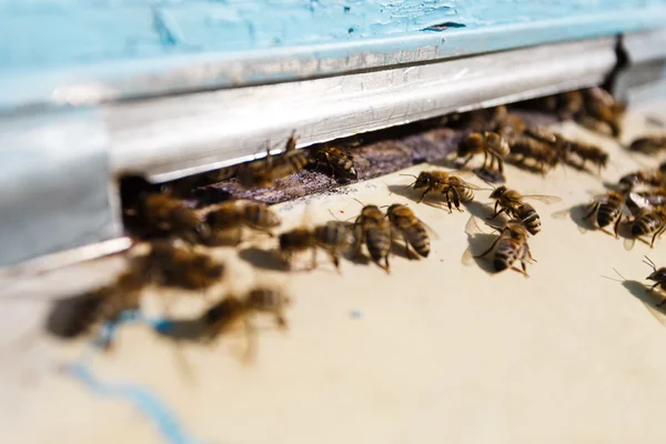 Viele Bienen am Zapfloch — Stockfoto