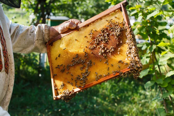 Apiarista segurando quadro de favo de mel — Fotografia de Stock