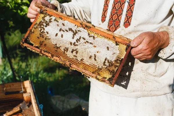 Апиарист, держащий каркас медовой гребенки — стоковое фото