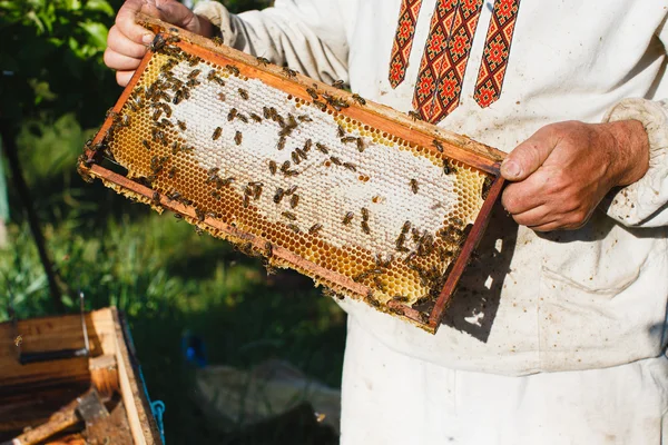 Apiarist holding frame di nido d'ape — Foto Stock