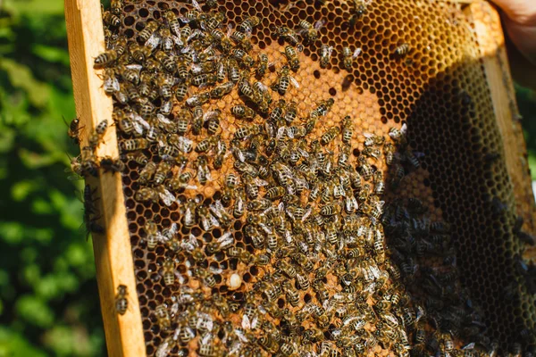 Apiarist holding frame di nido d'ape — Foto Stock