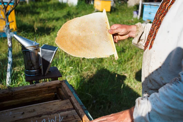 Včelař kousek plástve larva — Stock fotografie