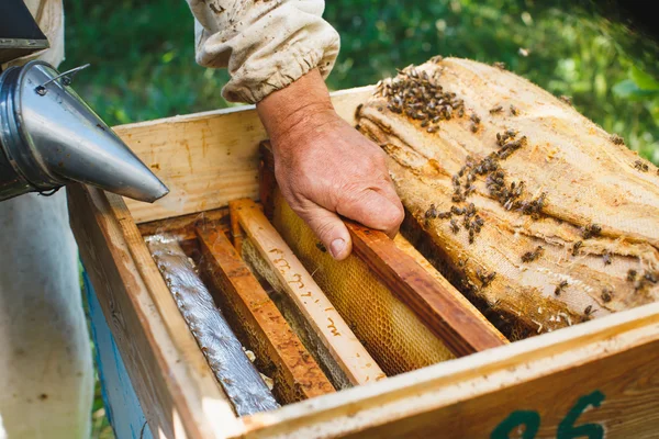Apiarist anläggning ram av honeycomb — Stockfoto