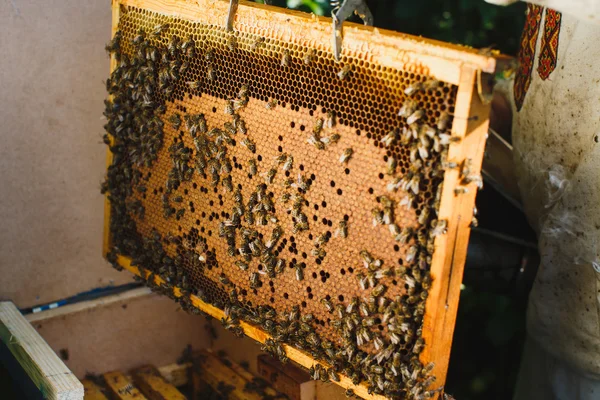 Apiarista segurando quadro de favo de mel — Fotografia de Stock