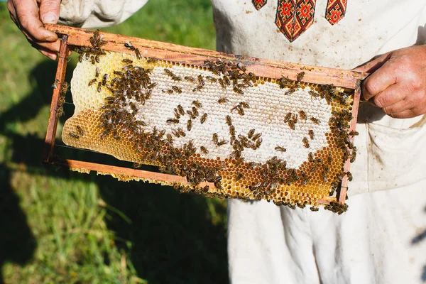 Pszczelarzy gospodarstwa rama o strukturze plastra miodu — Zdjęcie stockowe