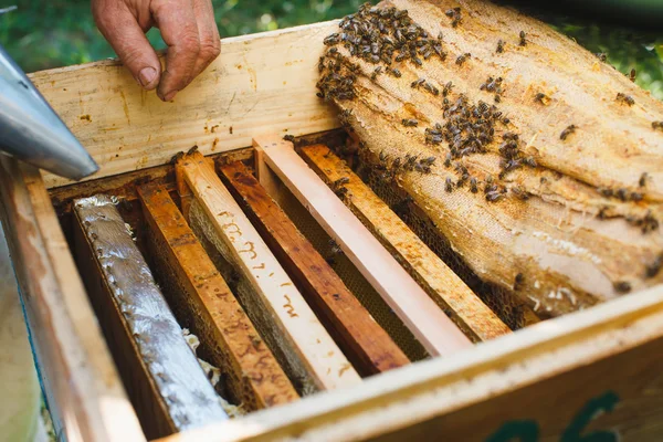 Méhész csinál ellenőrző méhkaptár jellegére — Stock Fotó