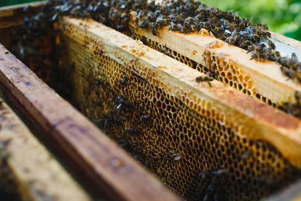 Ruche avec différents cadres en nid d'abeille — Photo