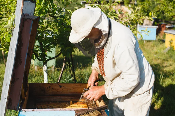Apiarist making inspection in apiary — Stock Photo, Image