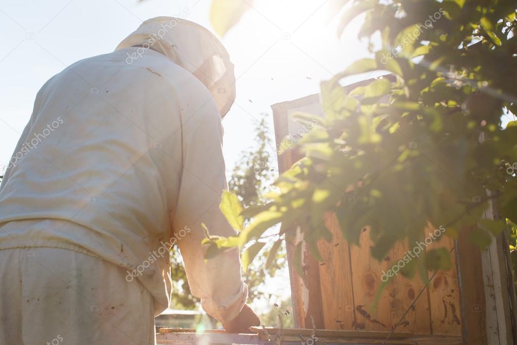 Apiarist does inspection of his beehive