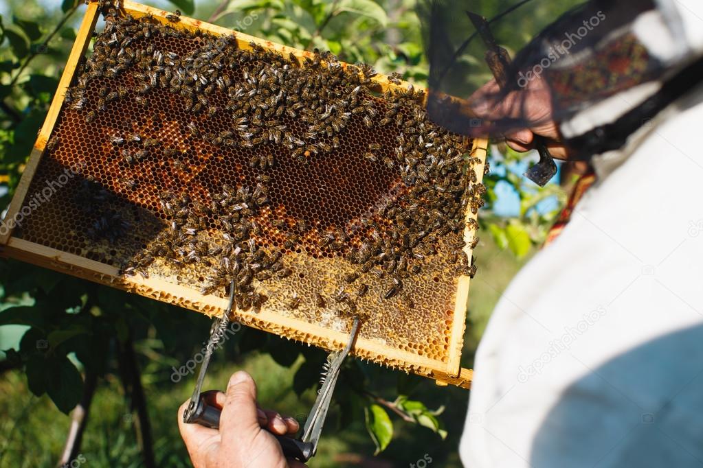 Apiarist holding frame of honeycomb