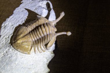 Kireç taşında fosil hayvan trilobiti
