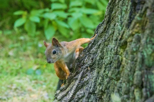 Ardilla en el verano en el Parque Central en San Petersburgo —  Fotos de Stock